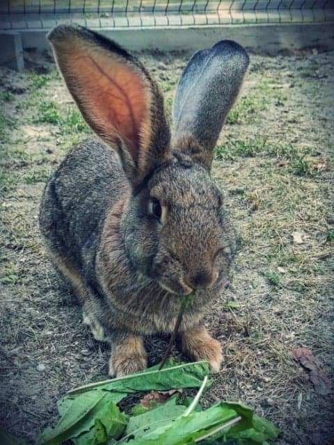 zdjęicie królika jedzącego kapustę