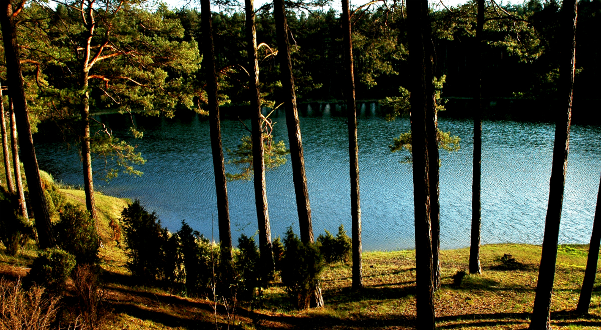 Zdjęcie lasu i jeziora