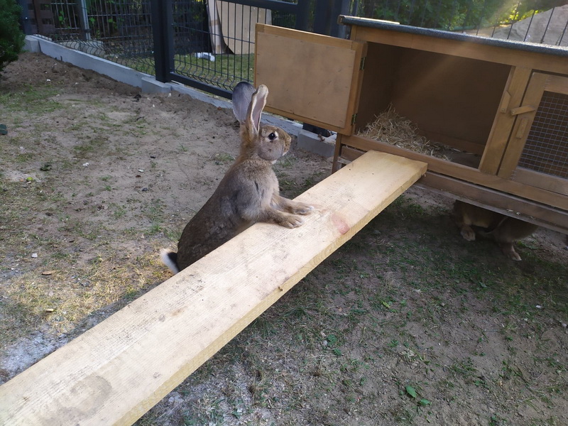 królik opierający się o deskę łapkami