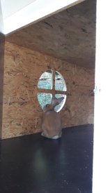 królik przy okienku
