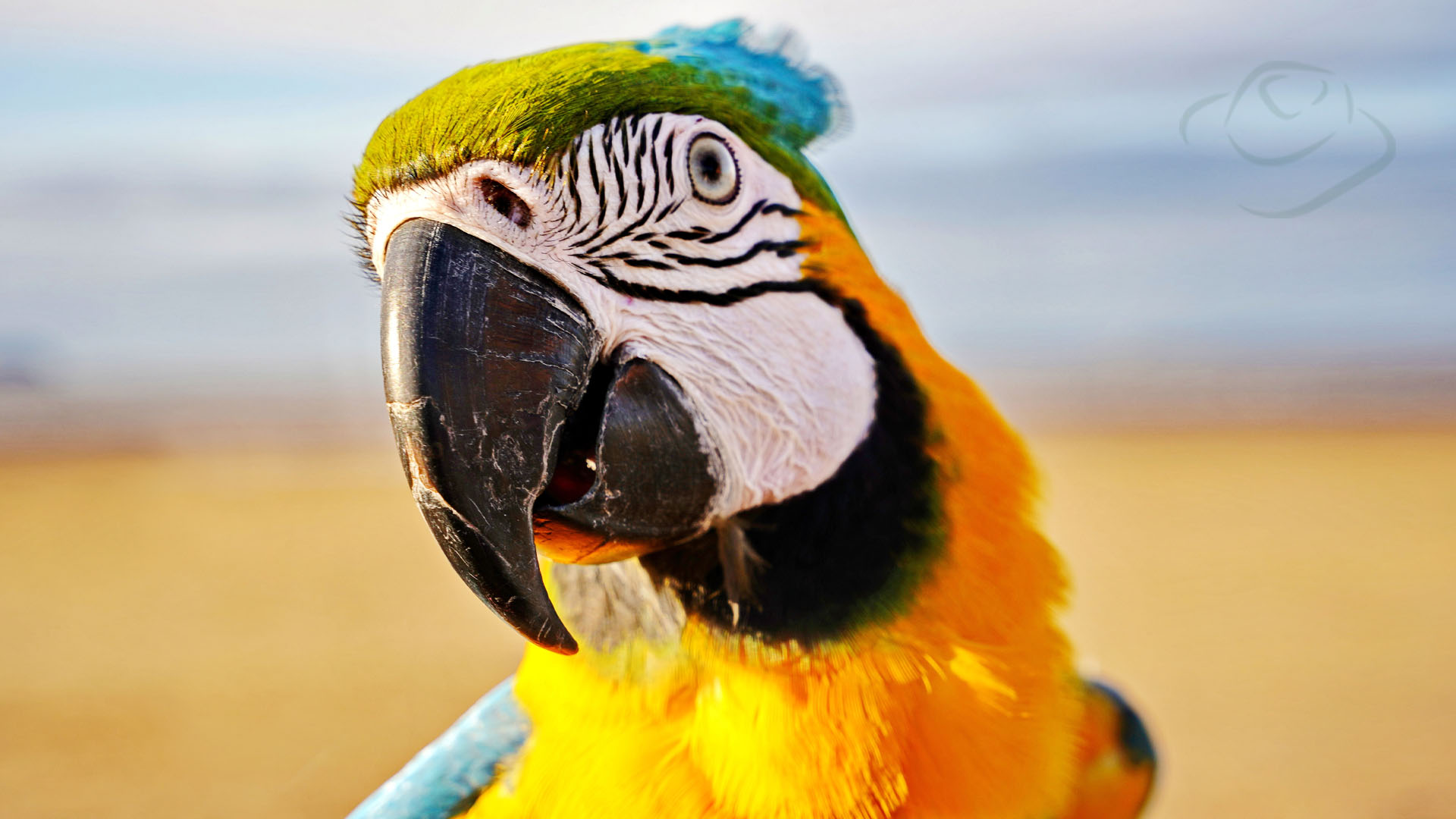 zdjęcie kolorowej papugi 